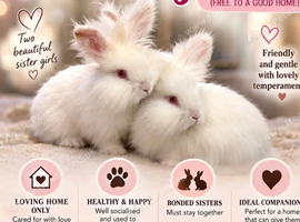 rehoming lionheads free