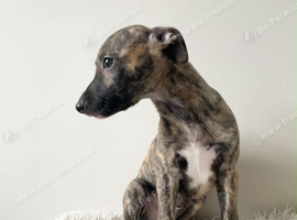 Whippet Puppies