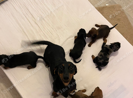 Miniature dachshund