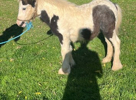 7 1/2 months old cob