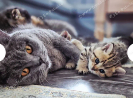 Champion bloodline, pedigree, health tested BSH kittens