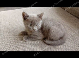 British short hair cross kittens