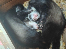 Semi angroa  kits
