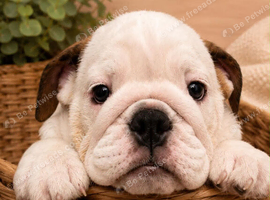 English bulldog gorgeous pups KC registered genuine breed colours