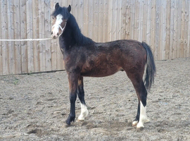 Welsh section c bay yearling colt