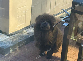 Female Chow