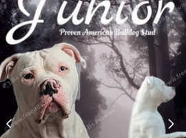 Merle producer american bulldog