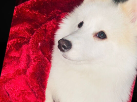 Pomsky for sale