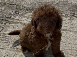 cockapoo puppies
