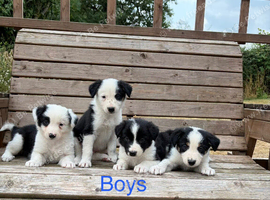 Border Collie puppies for sale