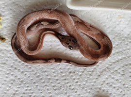 Extreme pied and high white pied sided corn snakes cb26