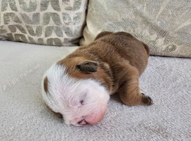 British bulldog pups