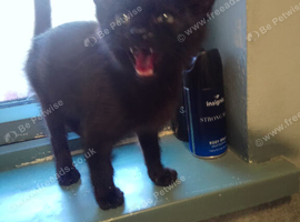 Black kitten