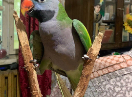 Baby Derbyan parrot for sale &pound;340