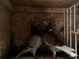For sale pair of racing pigeons