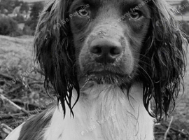 Kc registered English springer spaniel pups