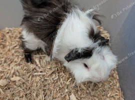 Adorable baby Guinea pigs for sale.