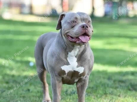 dog and pups