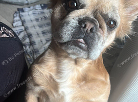 I&rsquo;m FREYA & I&rsquo;m a very cute & friendly dog