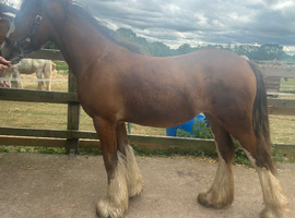 Stunning bay filly