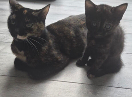 Tortie kitten