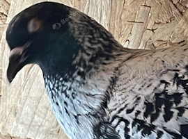Starling pigeons