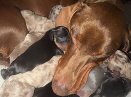 Daschaund puppies