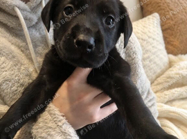 Labrador puppies * 3 LEFT* REDUCED PRICE