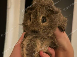 Rare Rex guinea pig