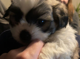 Shi tzu mixed bichon frise