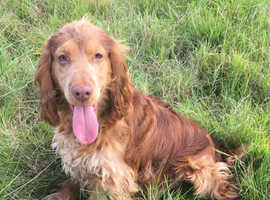 Cocker Spaniel at stud. KC reg.