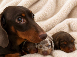 Looking for their forever homes 3 stunning miniature dachshunds