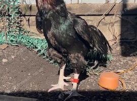 Mianwali chicken for sale