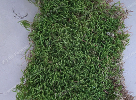 16lt Fresh Green Moss Available &pound;26.50 including Delivery