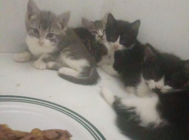 Kittens for sale