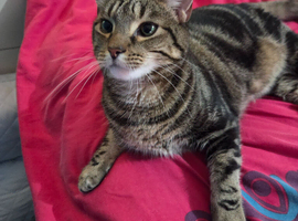 Cat for sale