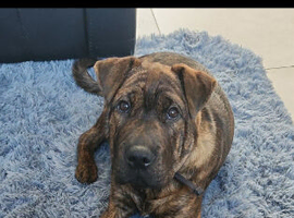 Shar pei x Cane corso