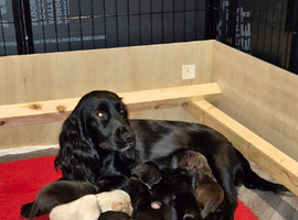8 Beautiful Working Cocker Spaniel Puppies