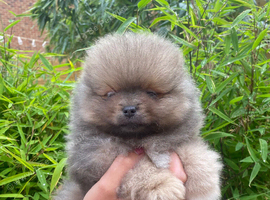 Beautiful KC tiny Pomeranian
