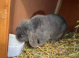 Pure bred Mini Lop *Vaccinated* Lilac Buck For Sale