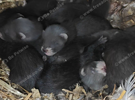 EU X black ferret