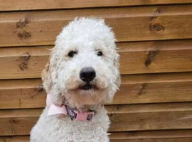 Beautiful healthy puppies Australian Labradoodle