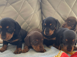 Dachshund puppys