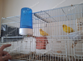 Pair of yellow Canaries