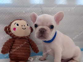 Adorable Frenchbulldog Puppies