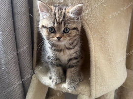 3 adorable scottish straight kittens remaining️