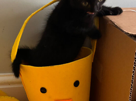 Kittens looking for forever homes
