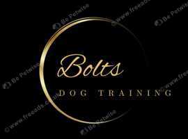 Bolts Dog Training