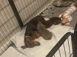 Male isabella miniature dachshund
