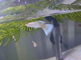 mixed platinu/topaz guppies